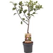 Prunus domestica 'Opal' - Pruimenboom - Fruitboom - Pot 21cm - Hoogte ...