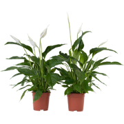 Spathiphyllum Lima - Lepelplant - Set van 2 - Pot 17cm - Hoogte 60-75c...