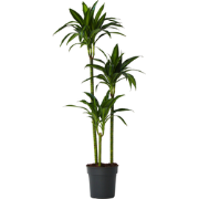 Dracaena fragrans 'Hawaiian Sunshine' - Pot 24cm - Hoogte 130-140cm