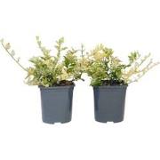 Euonymus Harlequin - Set van 2 - Groenblijvend - Pot 17cm - Hoogte 20-...