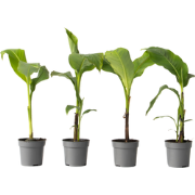 Musa Basjoo - Set van 4 - Bananenplant - Tuinplant - Pot 9cm - Hoogte ...