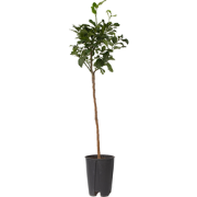 Citrus Limon XL stam - Citroenboom - Set van 2 - Pot 19cm - Hoogte 100...