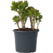 Crassula ovata Minor - Vetplant - Kamerplant - Pot 30cm - Hoogte 60-65...