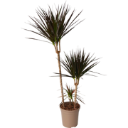 Dracaena Marginata Magenta - Drakenbloedboom - Pot de 24cm - Hauteur 1...