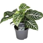 Aphelandra - Zebraplant - Pot 13cm - Hoogte 25-45cm