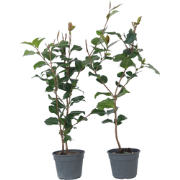 Camellia japonica 'Dr. King' - Set van 2 - Japanse Roos - ?15cm - Hoog...