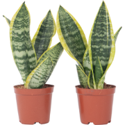 Sansevieria Laurentii - Set van 2 - Vrouwentong - Pot 12cm - Hoogte 30...