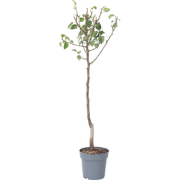 Pyrus communis 'Conference' perenboom - Fruitboom - Pot 21cm - Hoogte ...