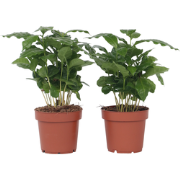 Coffea arabica - Koffieplant - Set van 4 - Pot 12cm - Hoogte 25-40cm