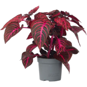 Iresine Herbstii 'Red' - Biefstukplant - Pot 13cm - Hoogte 20-30cm