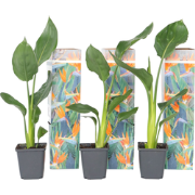 Strelitzia Reginea - Set van 3 - Paradijsvogelbloem - Pot 9cm - Hoogte...