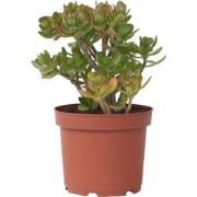 Crassula ovata Minor - Vetplant - Kamerplant - Pot 23cm - Hoogte 45-50...