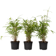 Fargesia papyrifera Grex - Set van 3 Blauwe Bamboe - Pot 13cm - Hoogte...