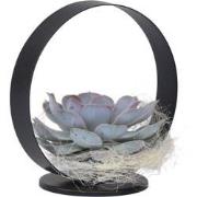 Echeveria Black Metal Ring - succulent in decoratieve metalen ring -20...