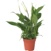 Spathiphyllum 'Torelli' - Lepelplant - Pot 12cm - Hoogte 30-45cm