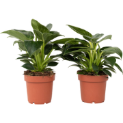 Philodendron 'White Wave' - Set van 2 - Pot 12cm - Hoogte 20-30cm