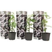 Jasminoides Officinale - Set van 3 - Wit - Jasmijn - Pot 9cm - Hoogte ...