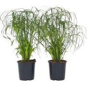 Cyperus alternifolius - Set van 2 - Parapluplant - Pot 14cm - Hoogte 4...