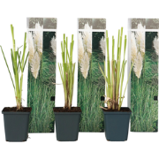 Cortaderia selloana - Set van 3 - Siergras - Wit - Pot 9cm - Hoogte 25...