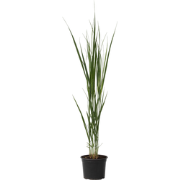 Panicum virgatum - Panicum northwind siergras - Pot 23cm - Hoogte 40-6...