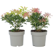 Pieris 'Forest Flame' - Set van 4 - Rotsheide - Pot 17cm - Hoogte 25-4...