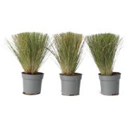 Stipa tenuifolia 'Pony Tails' - Set van 3 - Siergras - Pot 9cm - Hoogt...