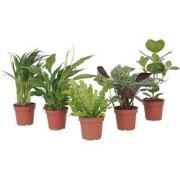 Luchtzuiverende kamerplanten - Mix van 5 stuks - Pot 12cm - Hoogte 25-...