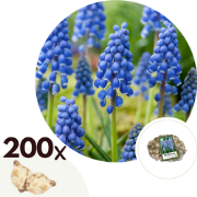 Muscari armeniacum - 200x Hyacinthbollen - Bloembollen- blauw druifje