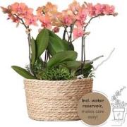 Kolibri Orchids | oranje plantenset in Reed Basket incl. waterreservoi...