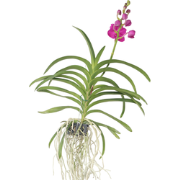 Vanda orchidee - Roze - L - Hoogte 60cm