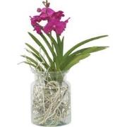 Vanda 'Bose' in vaas - Orchidee - Kers - Hoogte 45cm