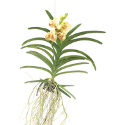 Vanda-orchidee 'Yellow Henna' - Geel - L - Hoogte 70cm