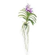 Vanda orchidee - Lila - L - Hoogte 60cm