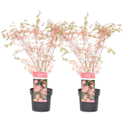 Acer palmatum 'Taylor' - Set van 2 - Japanse Esdoorn - Pot 19cm - Hoog...