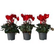 Rode Cyclamen - Set van 6 - Pot 9cm - 10-20cm