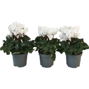 Cyclamen persicum 'Metis White' - Set van 3 - Pot 9cm - Hoogte 10-20cm