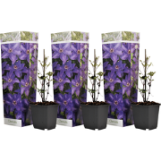 Clematis - Set van 3 - Tuinplant - Paars - Klimplant - Pot 9cm - Hoogt...