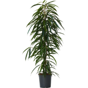 Ficus Binnendijckii Alii - Kamerplant - Pot 21cm - Hoogte 100-110cm