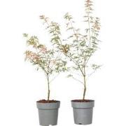 Acer palmatum 'Taylor' - Set van 2 - Japanse esdoorn - ø15cm - Hoogte ...