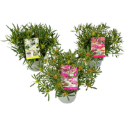 Rhododendron Azalea StarStyle - Set van 3 - Japans - Pot 10,5cm - Hoog...