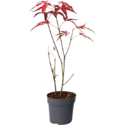 Japanse esdoorn - Acer palmatum 'atropurpureum' - Hoogte 25-40cm - ø10...