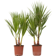 Washingtonia Robusta - Set van 2 - Waaierpalm - Pot 15cm - Hoogte 50-6...