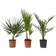 Buiten Palmbomen Mix - Mix van 3 planten - Pot 15cm - Hoogte 50-70cm