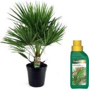 Chamaerops Humilis - Tuinpalm - Pokon - Pot 21cm - Hoogte 70-80cm