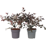 Heksenstruik - Set van 2 - Loropetalum Fire Dance - Hoogte 30-40cm - P...