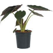 Olifantsoor - Alocasia 'Wentii' - Hoogte 70-80 - Pot 19cm