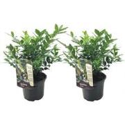 Sarcococca Confusa - Set van 2 - Vleesbes - Tuinplant - ?17cm - Hoogte...