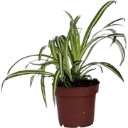 Graslelie - Chlorophytum comosum 'Atlantic' - Hoogte 25-40cm - Pot 12c...