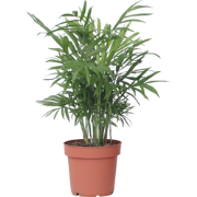 Dwergpalm - Chamaedorea elegans - Hoogte 30-40cm - Pot 12cm