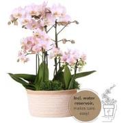 Kolibri Orchids | roze plantenset in Cotton Basket incl. waterreservoi...